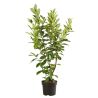 Laurier cerise Rotundifolia - Prunus laurocerasus Rotundifolia 100cm en Pot