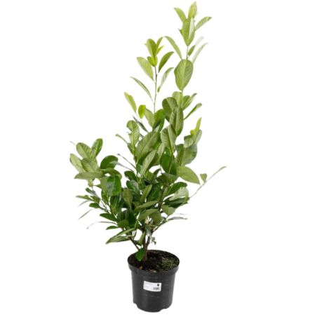 Laurier cerise Rotundifolia - Prunus laurocerasus Rotundifolia 60cm en Pot