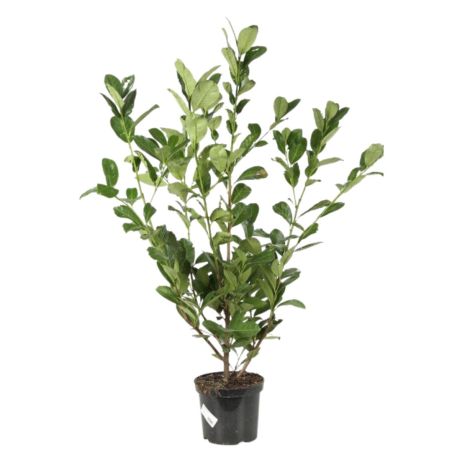 Laurier cerise Rotundifolia - Prunus laurocerasus Rotundifolia 80cm en Pot