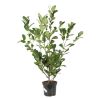 Laurier cerise Rotundifolia - Prunus laurocerasus Rotundifolia 80cm en Pot