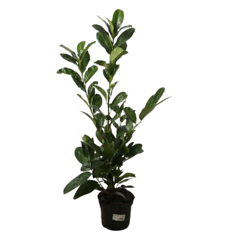 Laurier cerise Rotundifolia - Prunus laurocerasus Rotundifolia 80cm en Pot
