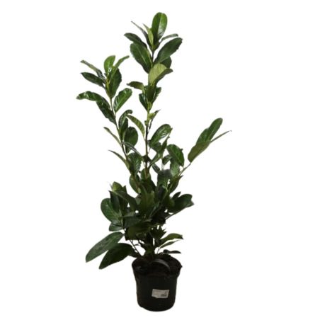 Laurier cerise Rotundifolia - Prunus laurocerasus Rotundifolia 80cm en Pot