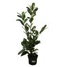 Laurier cerise Rotundifolia - Prunus laurocerasus Rotundifolia 80cm en Pot