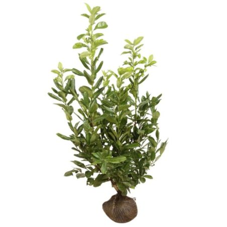 Laurier-cerise Rotundifolia - Prunus laurocerasus Rotundifolia en Motte 125/150cm