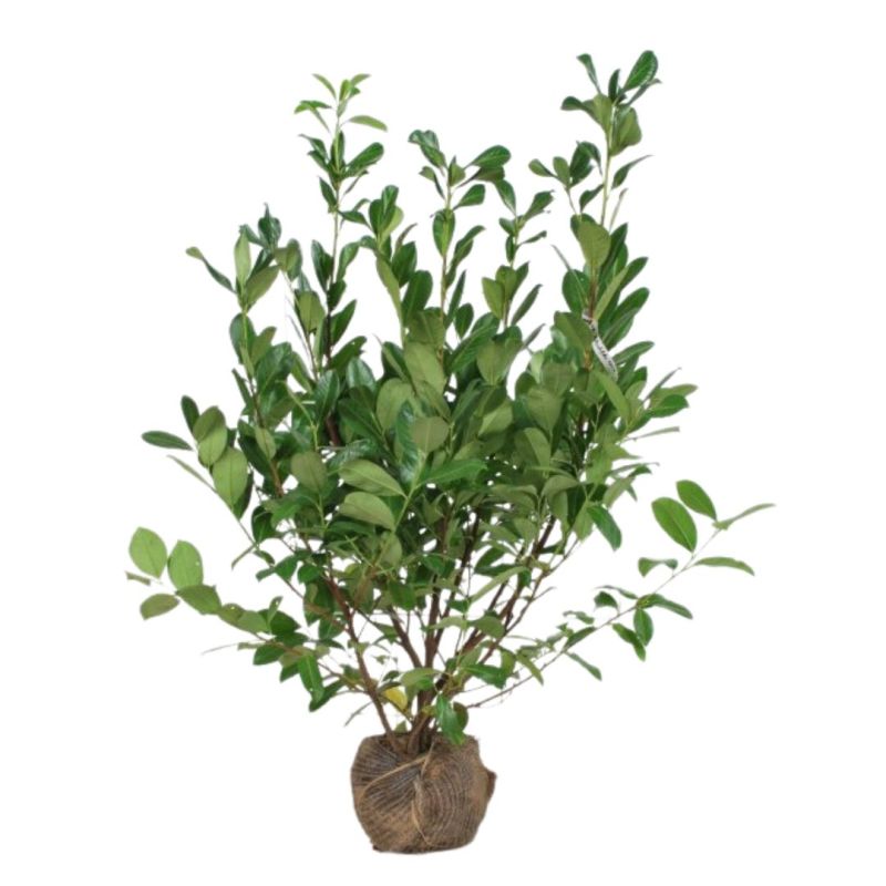 Laurier-cerise Rotundifolia - Prunus laurocerasus Rotundifolia en Motte 125/150cm