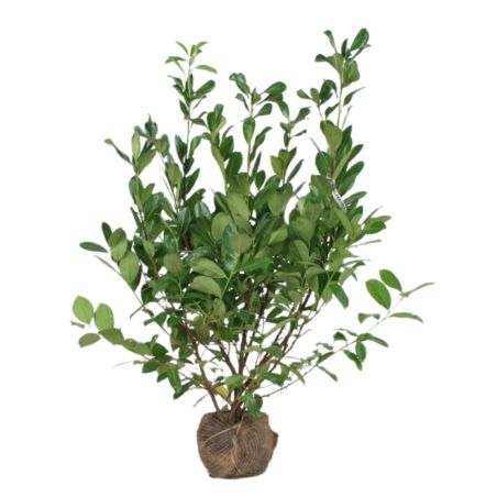 Laurier-cerise Rotundifolia - Prunus laurocerasus Rotundifolia en Motte 125/150cm