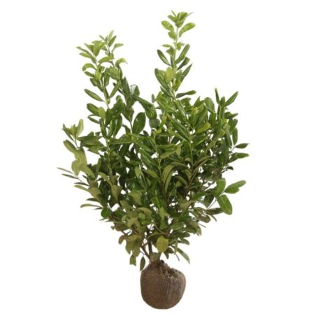 Laurier-cerise Rotundifolia - Prunus laurocerasus Rotundifolia en Motte 100/120cm