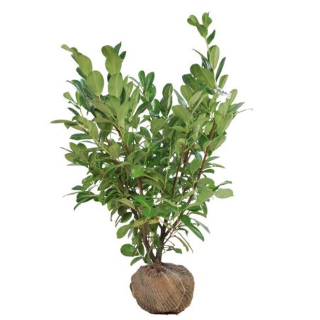 Laurier-cerise Rotundifolia - Prunus laurocerasus Rotundifolia en Motte 80/100cm