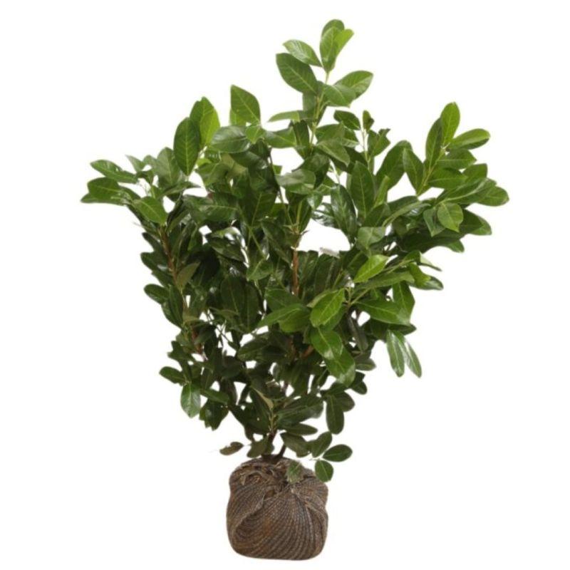 Laurier-cerise Rotundifolia - Prunus laurocerasus Rotundifolia en Motte 80/100cm