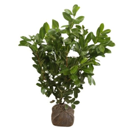 Laurier-cerise Rotundifolia - Prunus laurocerasus Rotundifolia en Motte 80/100cm