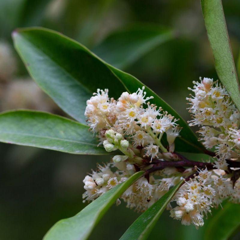 Laurier-cerise Rotundifolia - Prunus laurocerasus Rotundifolia en Motte 80/100cm
