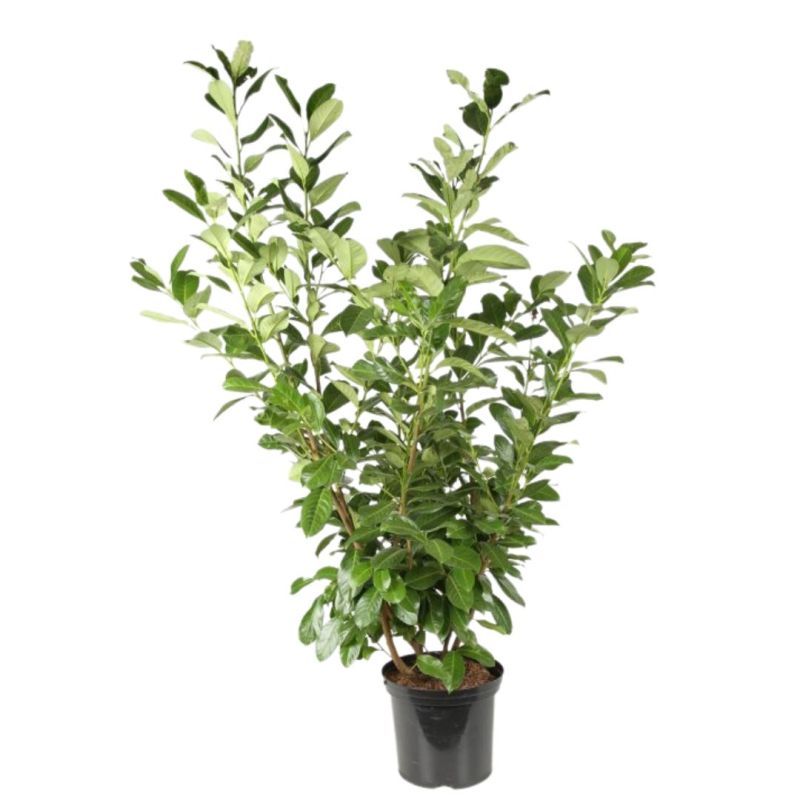 Laurier-cerise Rotundifolia - Prunus laurocerasus Rotundifolia en Pot 12L 125/150cm