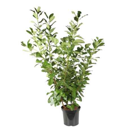 Laurier-cerise Rotundifolia - Prunus laurocerasus Rotundifolia en Pot 12L 125/150cm