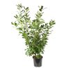 Laurier-cerise Rotundifolia - Prunus laurocerasus Rotundifolia en Pot 12L 125/150cm