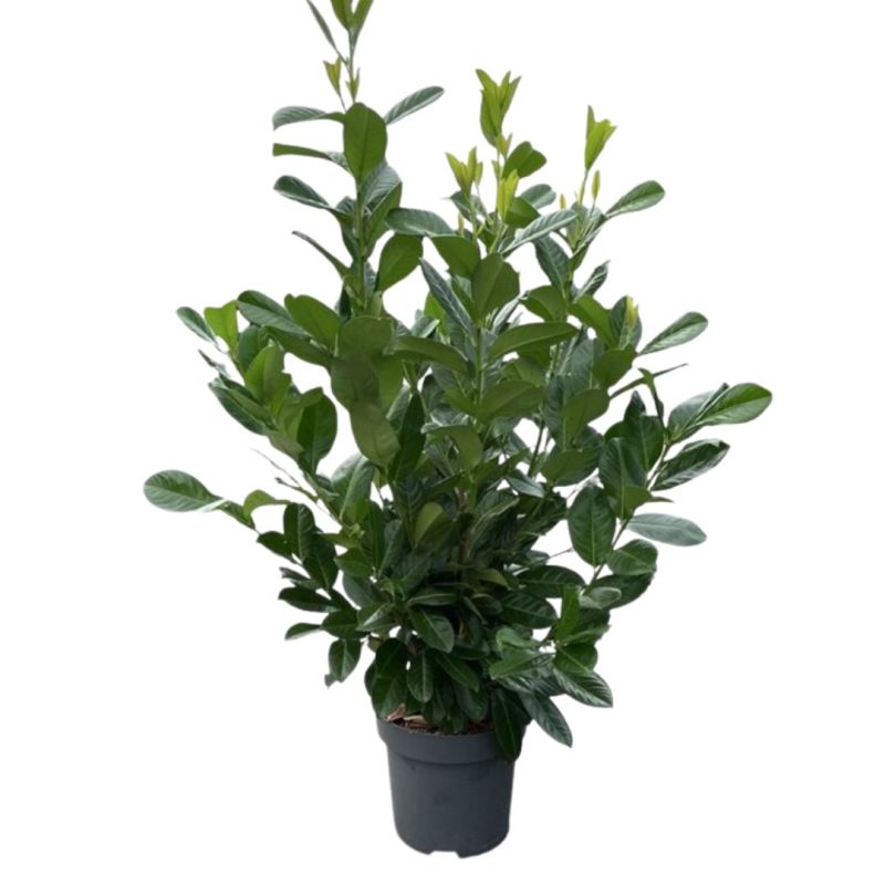 Laurier-cerise Rotundifolia - Prunus laurocerasus Rotundifolia en Pot 12L 125/150cm