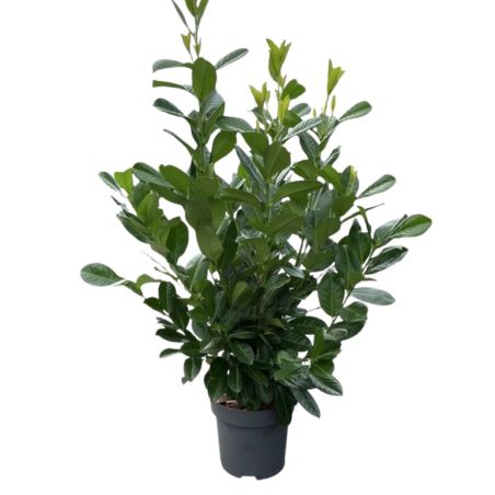 Laurier-cerise Rotundifolia - Prunus laurocerasus Rotundifolia en Pot 12L 125/150cm