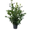 Laurier-cerise Rotundifolia - Prunus laurocerasus Rotundifolia en Pot 12L 125/150cm
