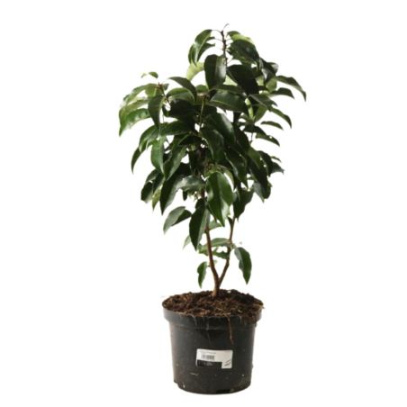 Laurier du Portugal - Prunus lusitanica 40cm en Pot