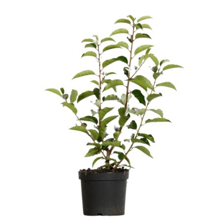 Laurier du Portugal - Prunus lusitanica 40cm en Pot