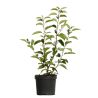 Laurier du Portugal - Prunus lusitanica 40cm en Pot