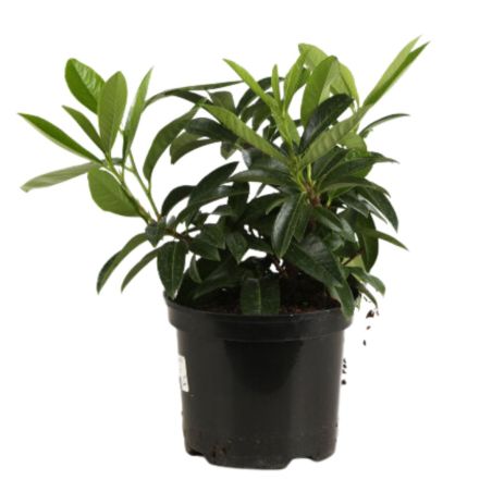 Laurier cerise Mount Vernon - Prunus laurocerasus Mount Vernon 30cm en Pot