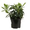 Laurier cerise Mount Vernon - Prunus laurocerasus Mount Vernon 30cm en Pot
