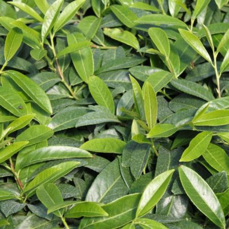 Laurier cerise Mount Vernon - Prunus laurocerasus Mount Vernon 30cm en Pot