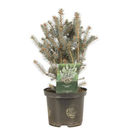 Épicéa bleu Scottie - Picea pungens Scottie 20/40cm Pot 2,5L