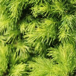 Épicéa blanc Jalako Gold - Picea glauca Jalako Gold 20/30cm Pot 2,5L