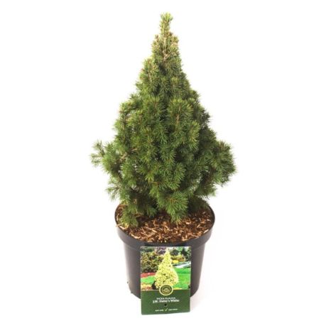 Épicéa blanc J.W. Daisys White - Picea glauca J.W. Daisys White 20/30cm Pot 2,5L