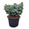 Épicéa Silberzwerg - Picea sitchensis Silberzwerg 30/40cm Pot 12L