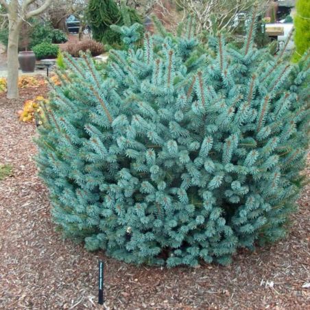 Épicéa Silberzwerg - Picea sitchensis Silberzwerg 30/40cm Pot 12L