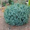 Épicéa Silberzwerg - Picea sitchensis Silberzwerg 30/40cm Pot 12L