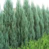 Genévrier des Rocheuses Blue Arrow - Juniperus scopulorum Blue Arrow 60/80cm Pot 4L