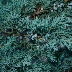 Genévrier des Rocheuses Blue Arrow - Juniperus scopulorum Blue Arrow 60/80cm Pot 4L