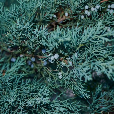 Genévrier des Rocheuses Blue Arrow - Juniperus scopulorum Blue Arrow 60/80cm Pot 4L