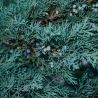 Genévrier des Rocheuses Blue Arrow - Juniperus scopulorum Blue Arrow 60/80cm Pot 4L