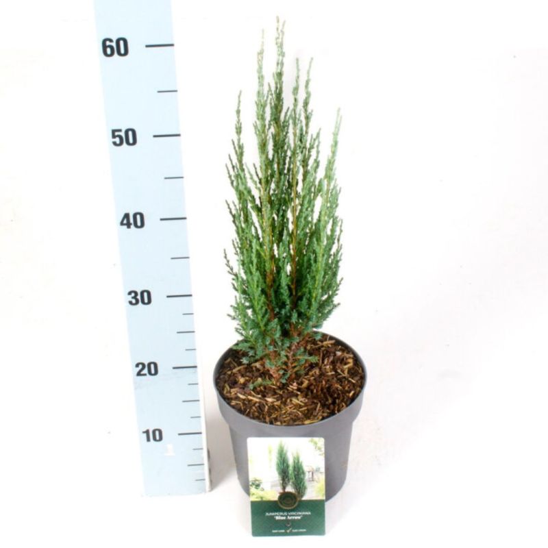 Genévrier des Rocheuses Blue Arrow - Juniperus scopulorum Blue Arrow 30/40cm Pot 2,5L