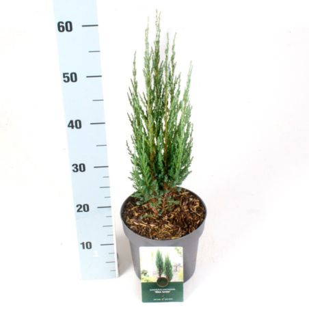 Genévrier des Rocheuses Blue Arrow - Juniperus scopulorum Blue Arrow 30/40cm Pot 2,5L