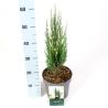 Genévrier des Rocheuses Blue Arrow - Juniperus scopulorum Blue Arrow 30/40cm Pot 2,5L