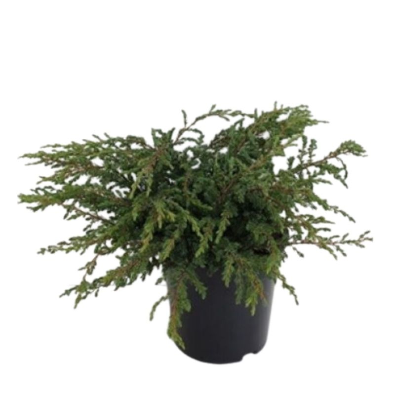Genévrier commun Repanda - Juniperus communis Repanda 20/30cm Pot 2,5L
