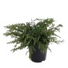 Genévrier commun Repanda - Juniperus communis Repanda 20/30cm Pot 2,5L