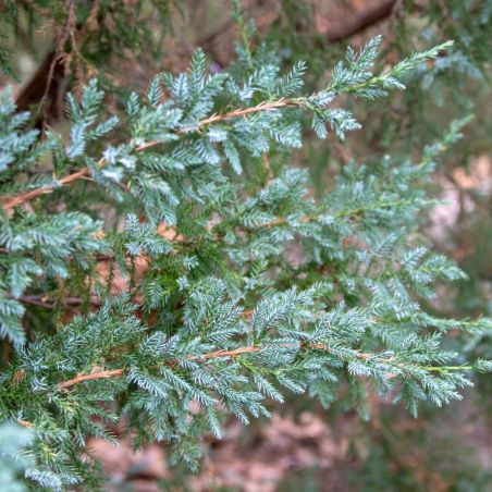 Genévrier écailleux Blue Star - Juniperus squamata Blue Star 30/35cm Pot 5L