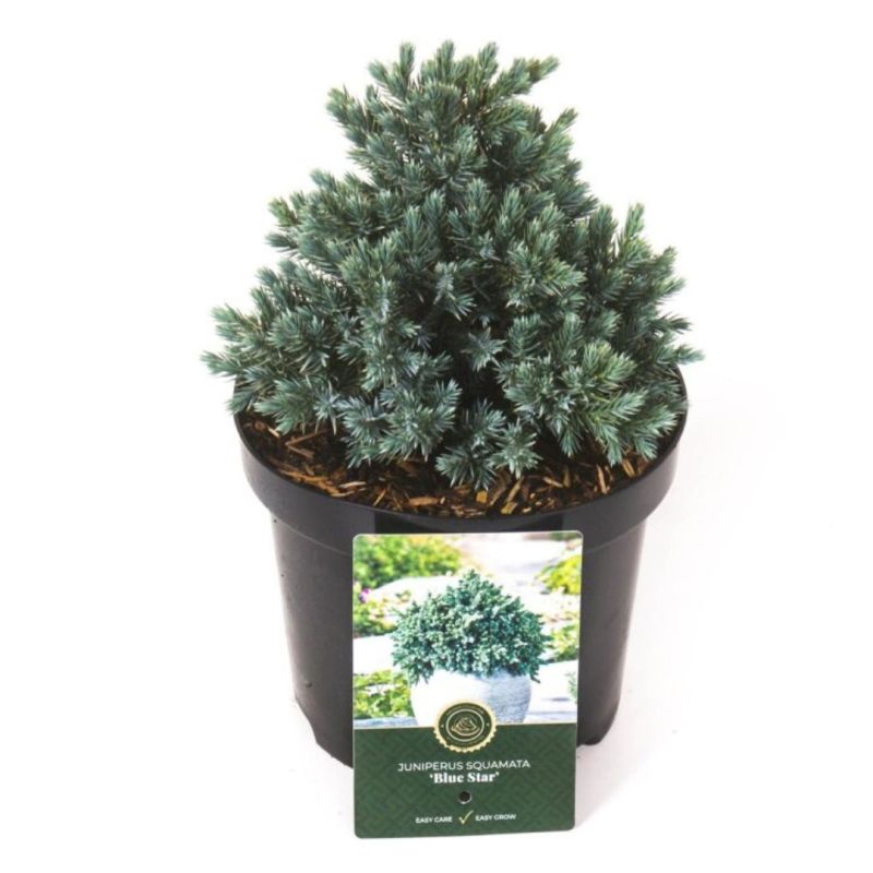 Genévrier écailleux Blue Star - Juniperus squamata Blue Star 20/30cm Pot 2,5L