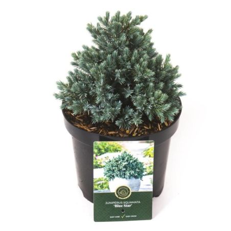Genévrier écailleux Blue Star - Juniperus squamata Blue Star 20/30cm Pot 2,5L