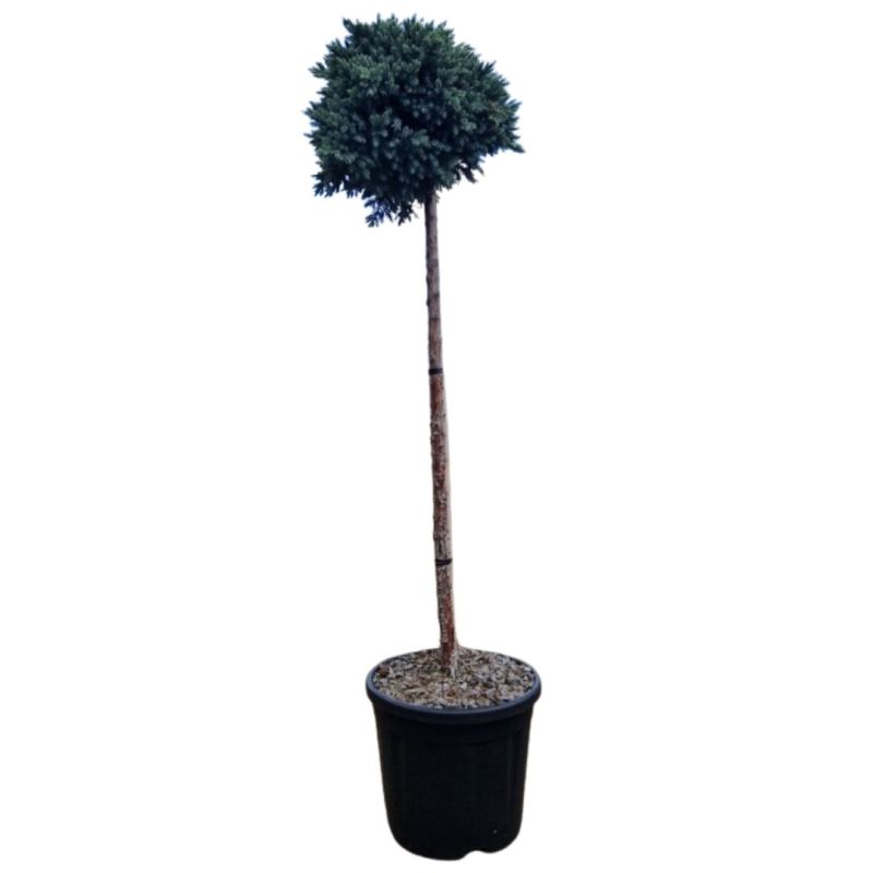 Genévrier écailleux Blue Star - Juniperus squamata Blue Star Hauteur de tige 80cm Pot 11L