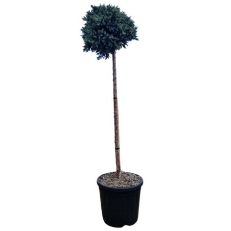 Genévrier écailleux Blue Star - Juniperus squamata Blue Star Hauteur de tige 80cm Pot 11L