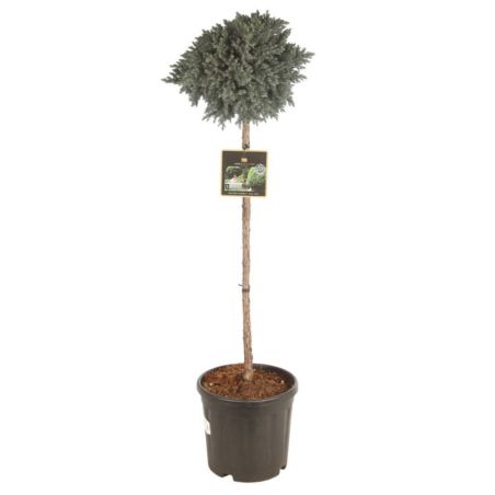 Genévrier écailleux Blue Star - Juniperus squamata Blue Star Hauteur de tige 80cm Pot 11L