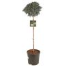 Genévrier écailleux Blue Star - Juniperus squamata Blue Star Hauteur de tige 80cm Pot 11L