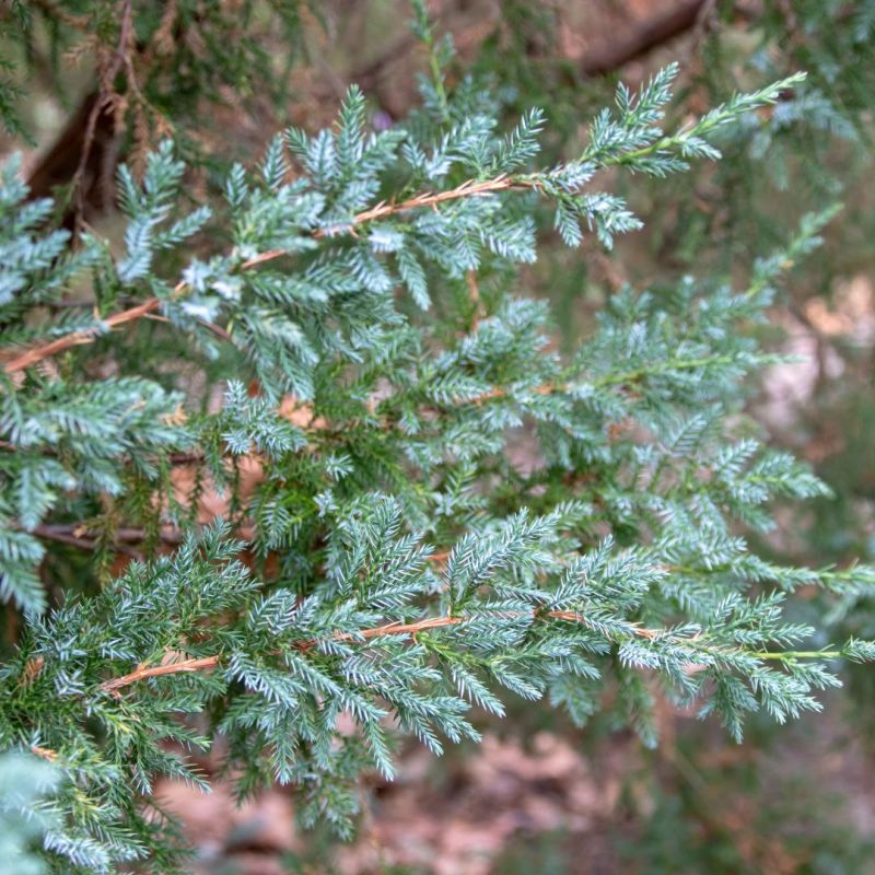 Genévrier écailleux Blue Star - Juniperus squamata Blue Star Hauteur de tige 80cm Pot 11L